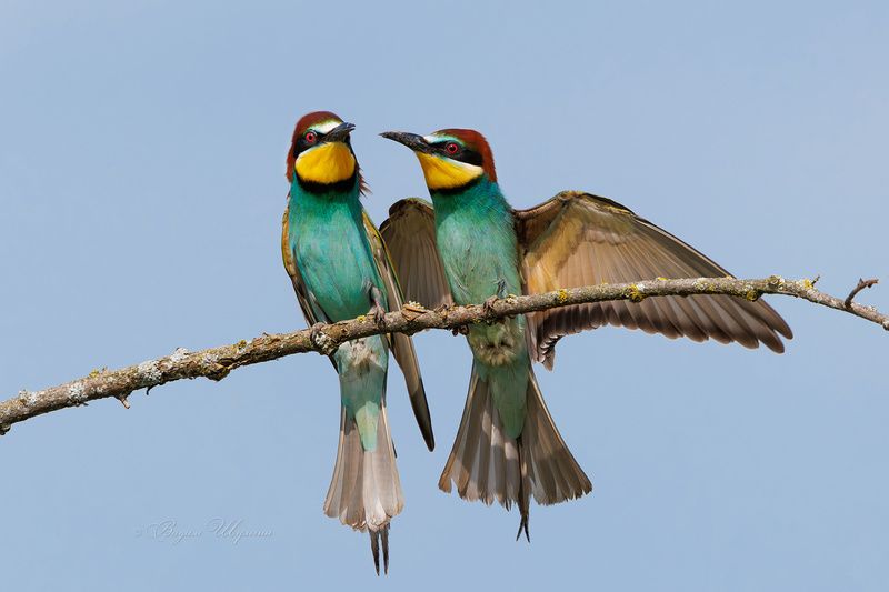 щурка Лезгинка фото превью