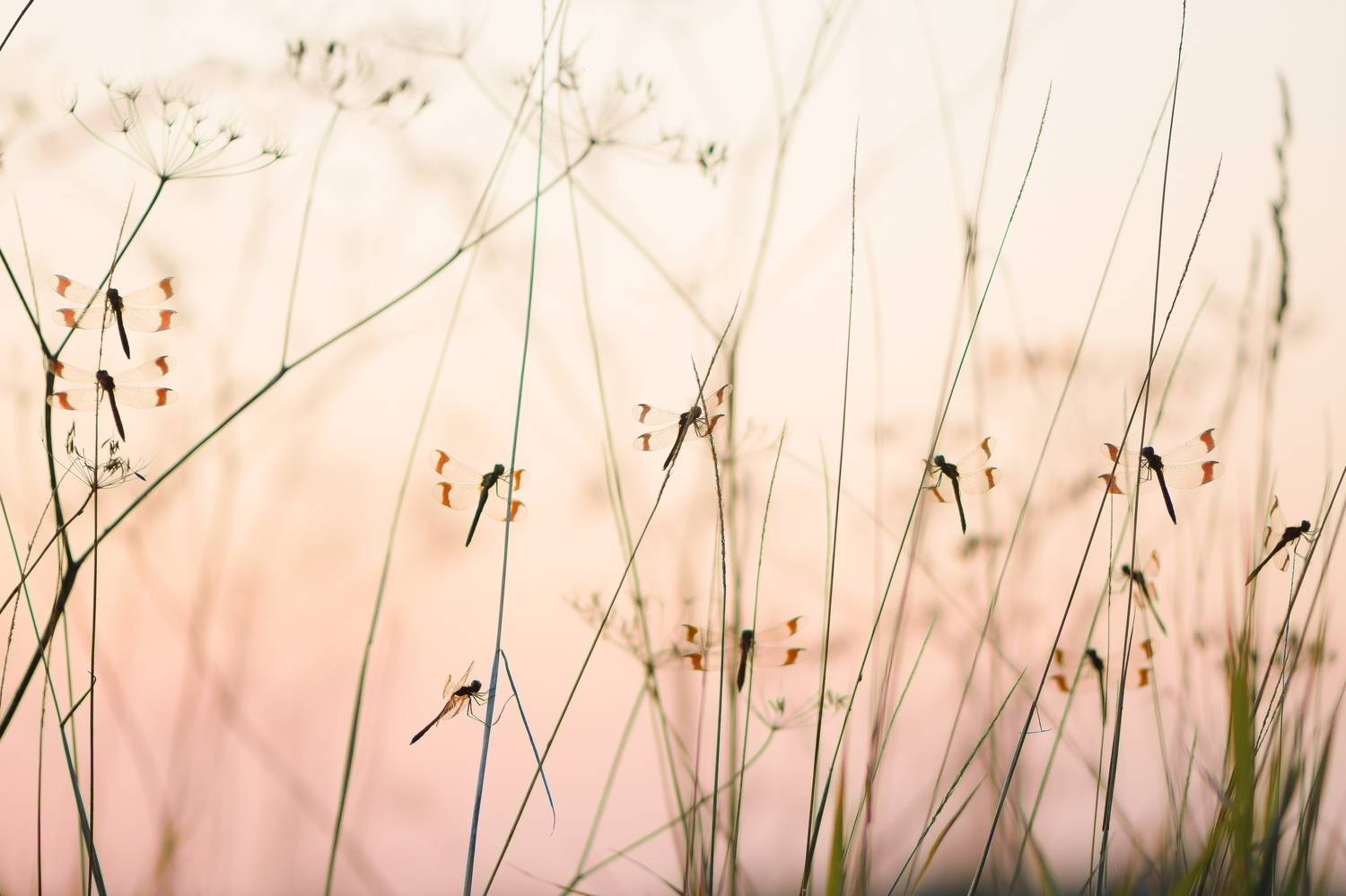 Перевязанная стрекоза, Соварцева Ксения