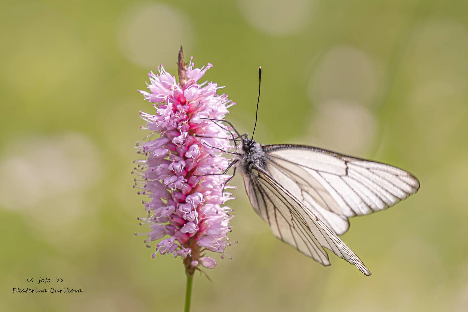 , Бурикова Екатерина