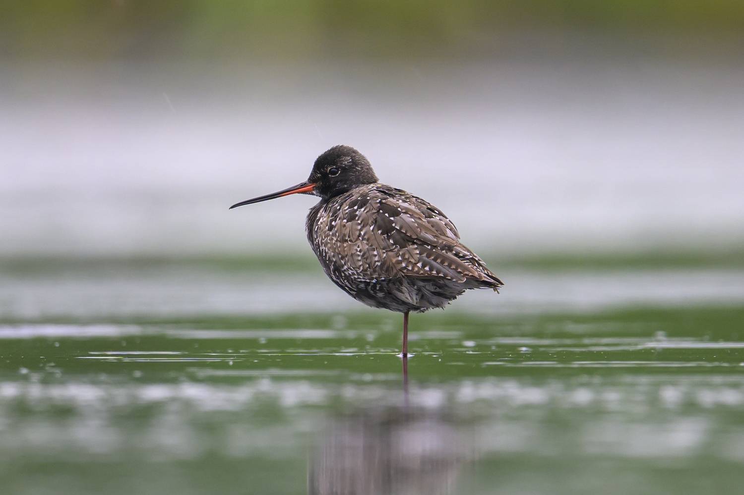 , Пупонин Сергей