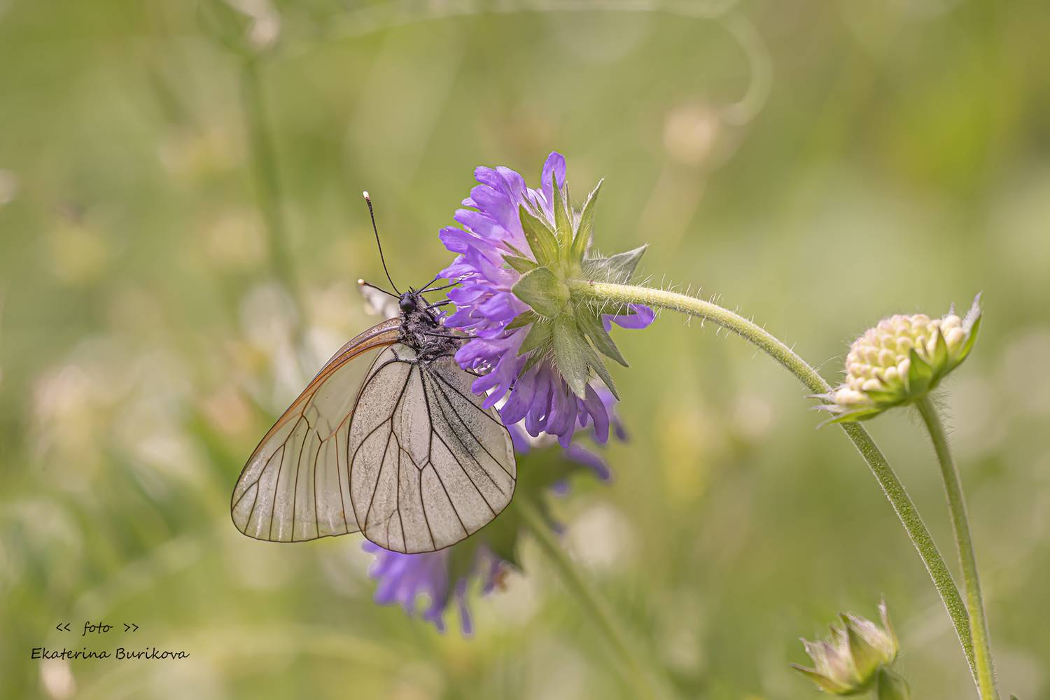 , Бурикова Екатерина