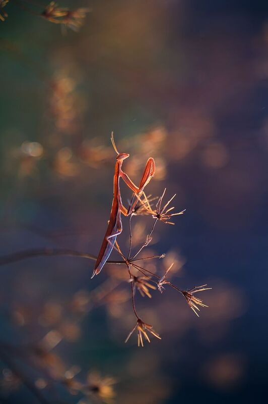 богомол Медитация фото превью