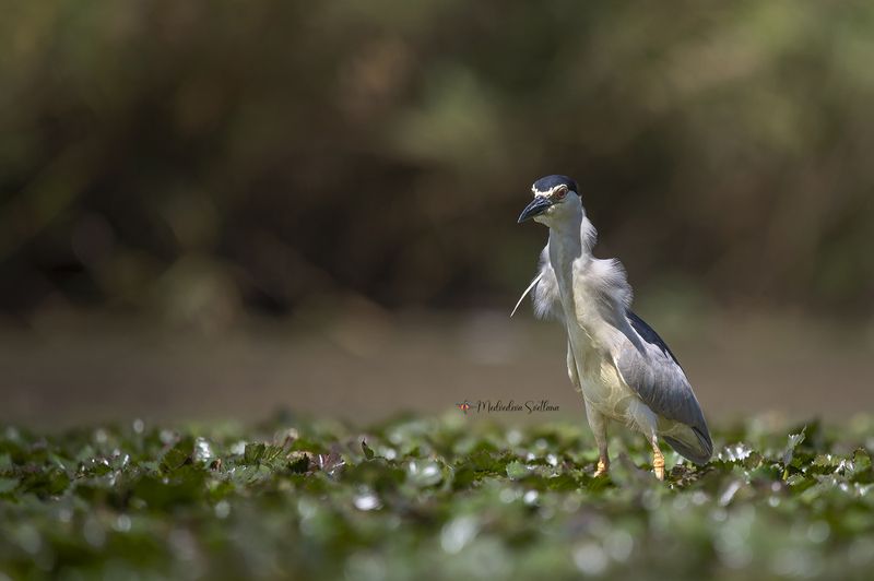 Во всей красе. фото превью