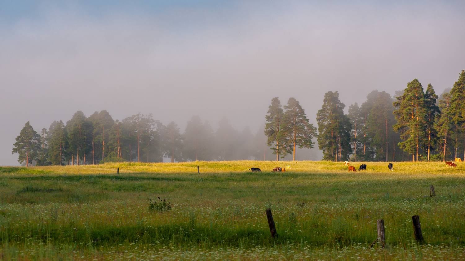 , Шустиков Дмитрий
