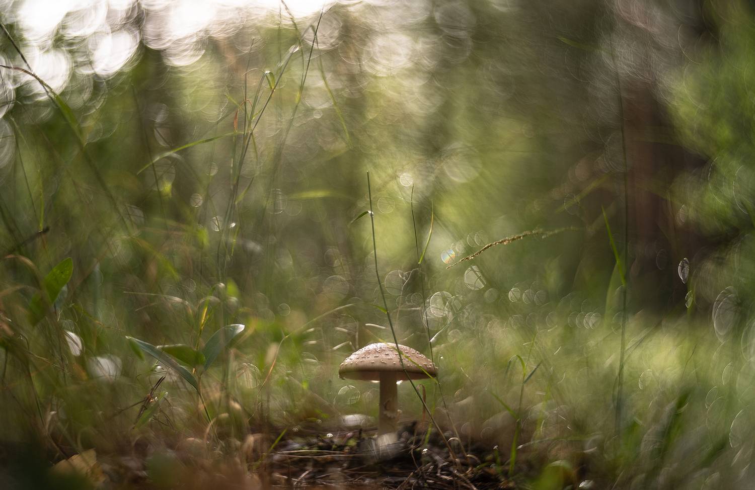 гриб, макро, утро, дождь, лес, россия, воронеж, nikon d 850, зенит селена 58mm f/1.9 n, nikon f, Мещеряков Геннадий