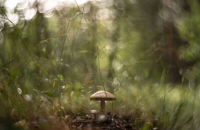 гриб, макро, утро, дождь, лес, россия, воронеж, nikon d 850, зенит селена 58mm f/1.9 n, nikon f Утром, после дождя... фото превью