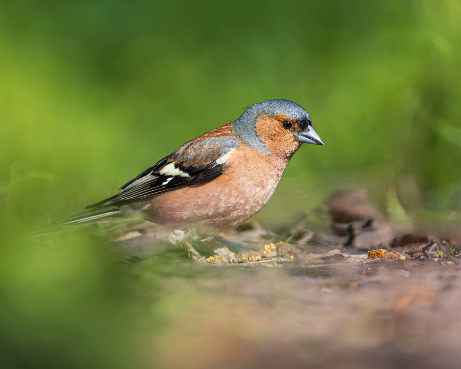 зяблик, птицы, Руслан Pl