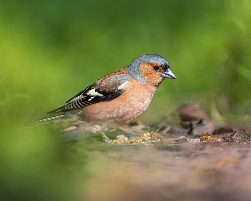 зяблик, птицы Зяблик фото превью