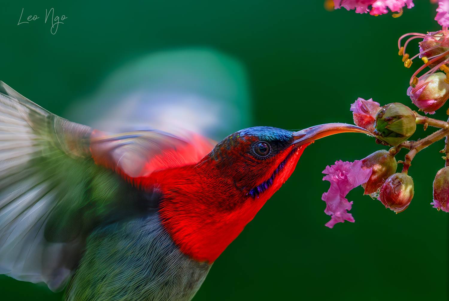 , Ngo Hoang Nguyen - Leo Ngo