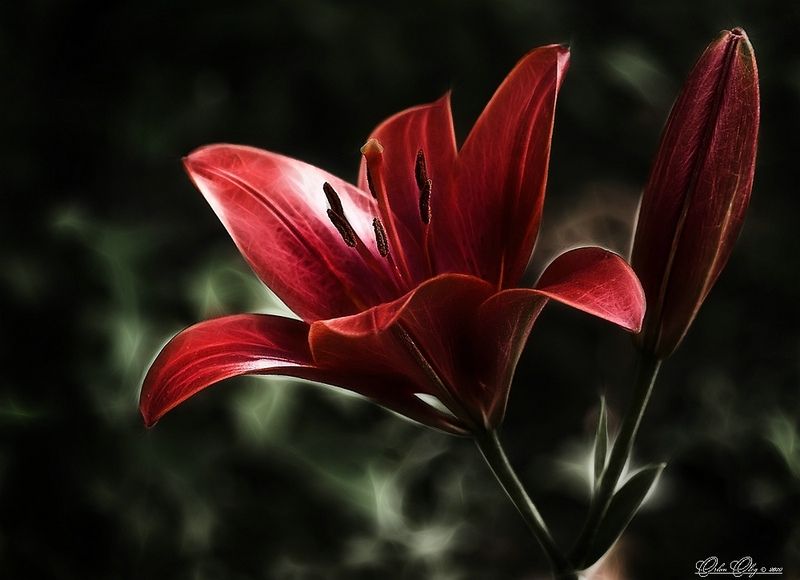 *** фото превью