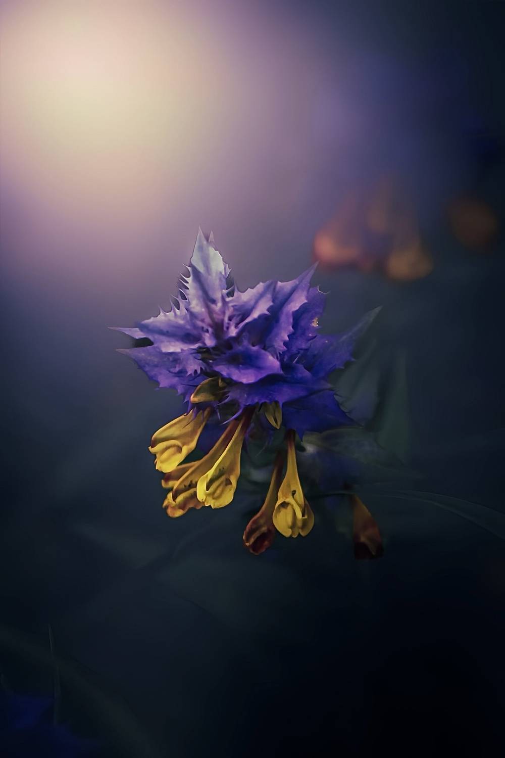 макро, macro, цветы, flowers, лето, summer, Julia Kaissa