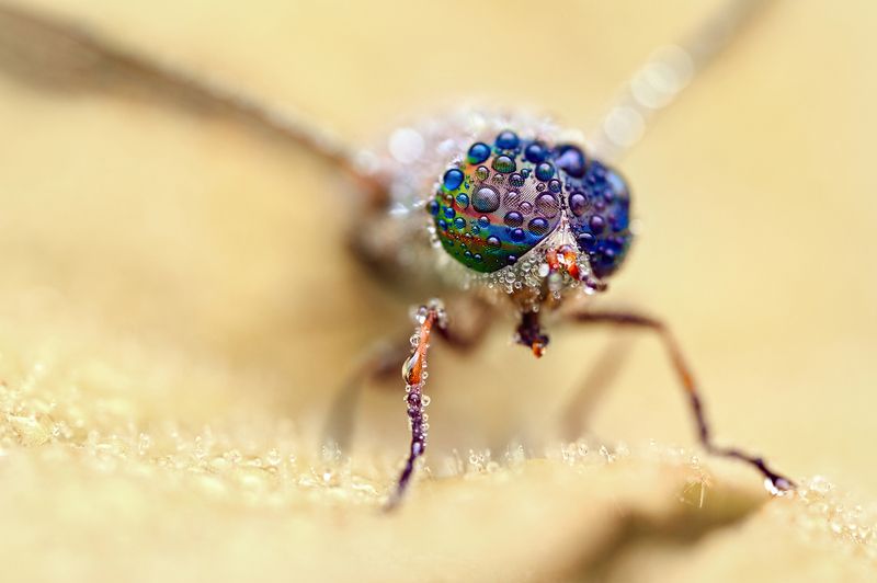 ceclii, macro  фото превью