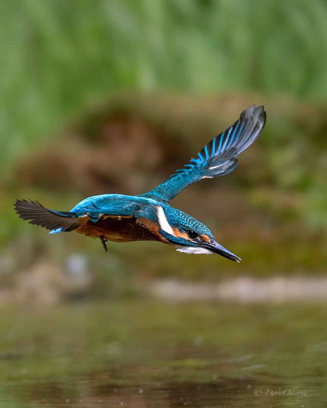 зимородок, птица, в, полете, kingfisher, bird, in, flight Наcтроен решительно. Determined! фото превью