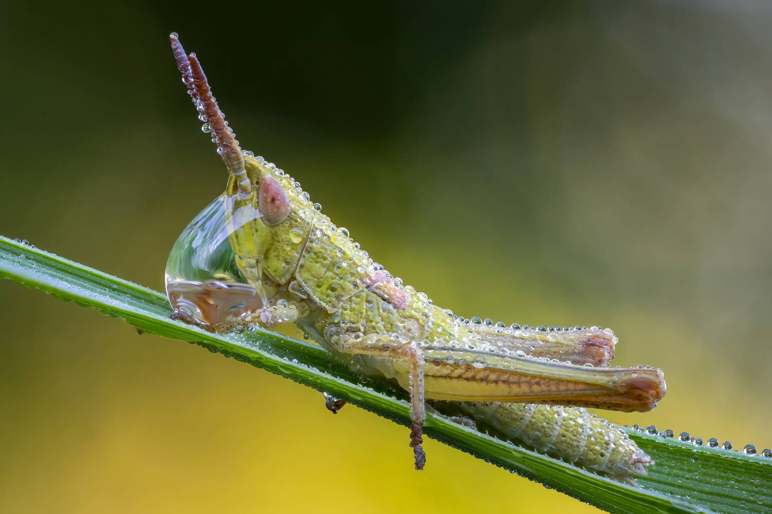 , Кузнецов Дмитрий