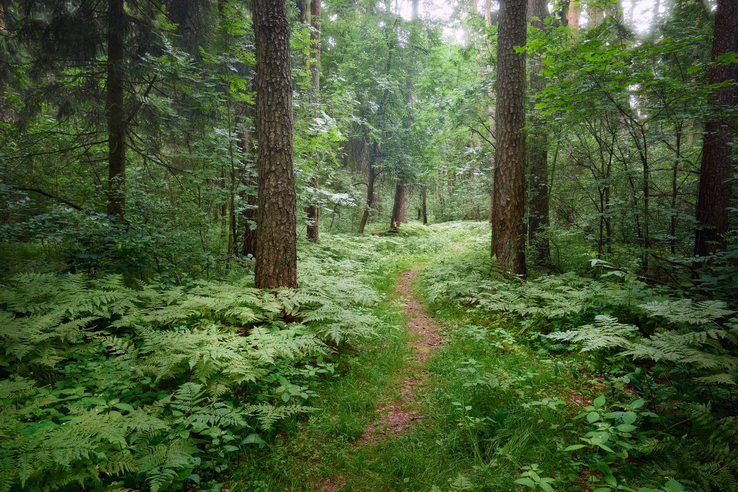 лес, деревья, листва, свет, Валерий Вождаев