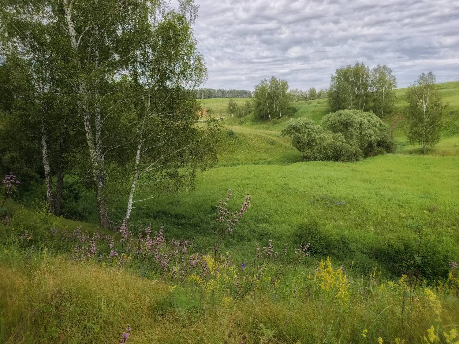 , Кондрашова Светлана