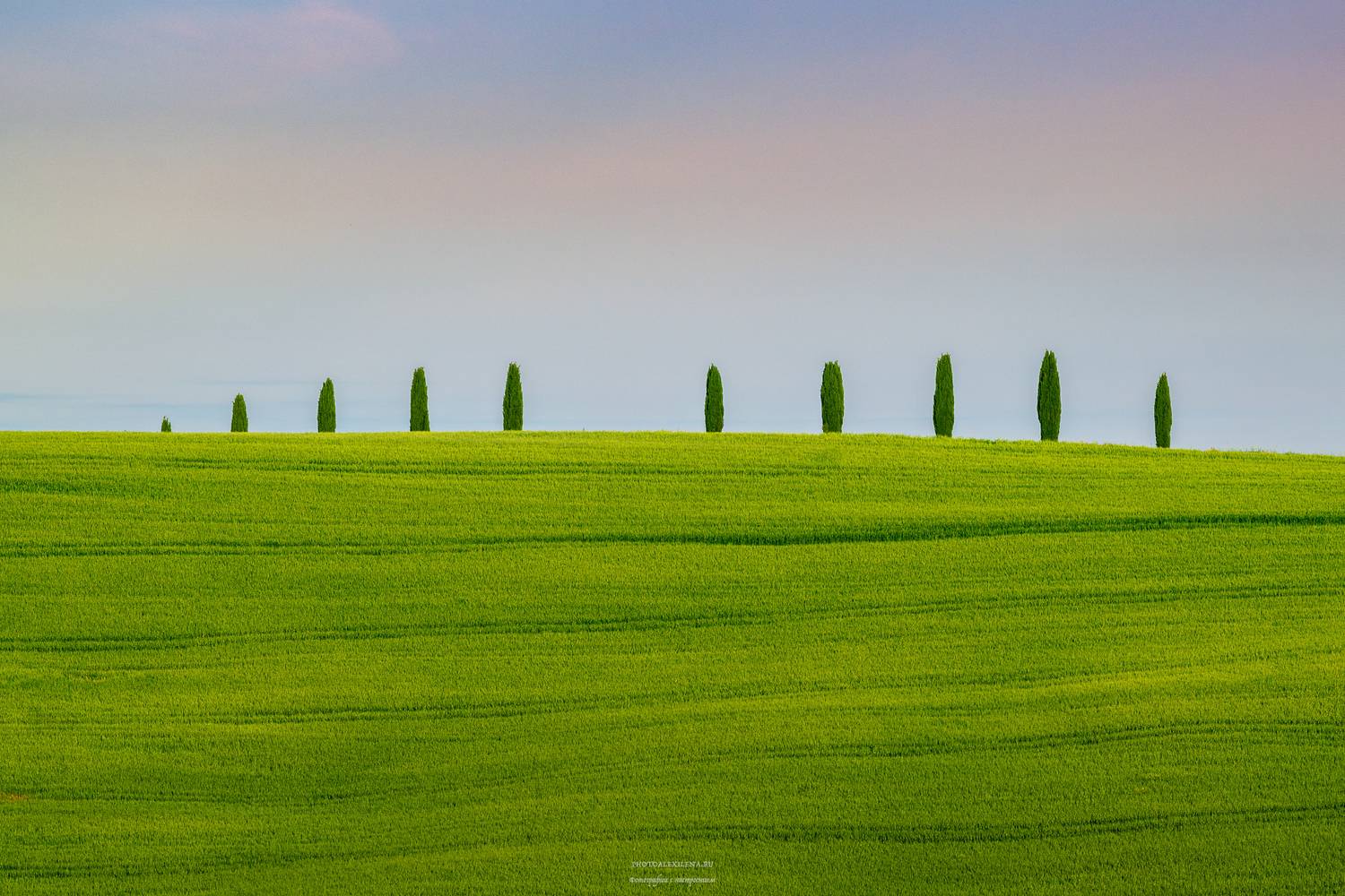 италия, тоскана, кипарисы, пейзаж, Александр Константинов