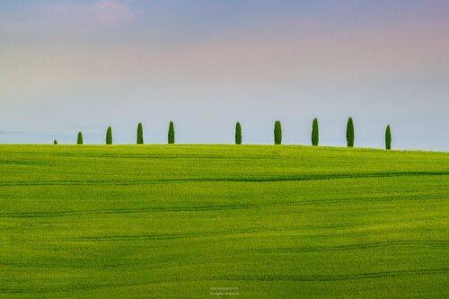 Десять маленьких кипарисов