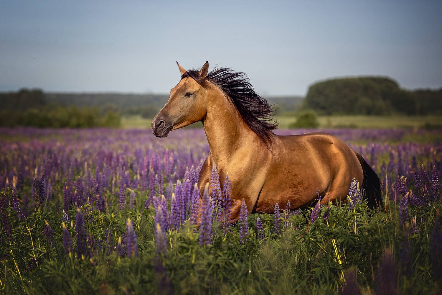 , Елена Самусенкова