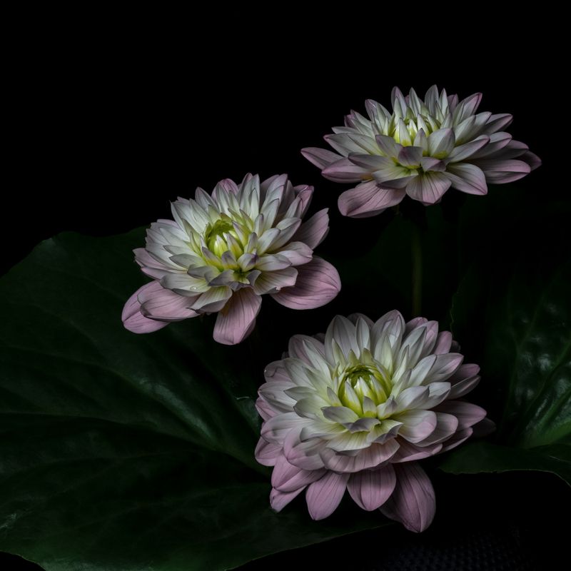 Георгины фото превью