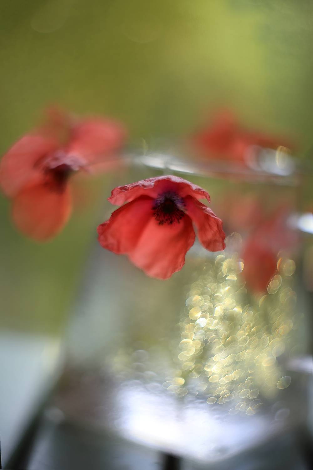 маки,боке, гелиос, волшебство, ирина горюкина,беларусь,волшебствосвета,бокемагия,позитивчерезобъектив,искусствоувидетькрасоту, ИРИНА ГОРЮКИНА