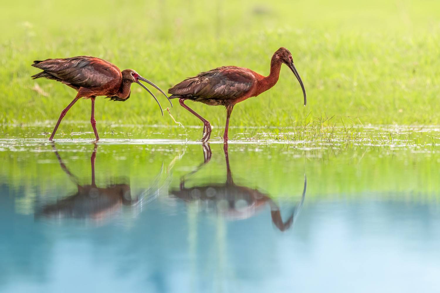 , Maikel Valle Clara