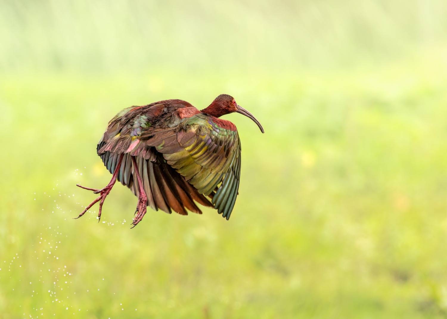 , Maikel Valle Clara