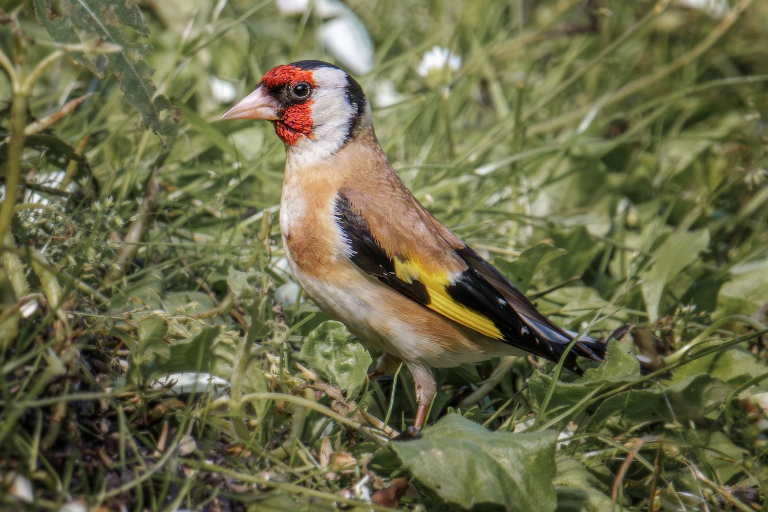 , Морозов Сергей