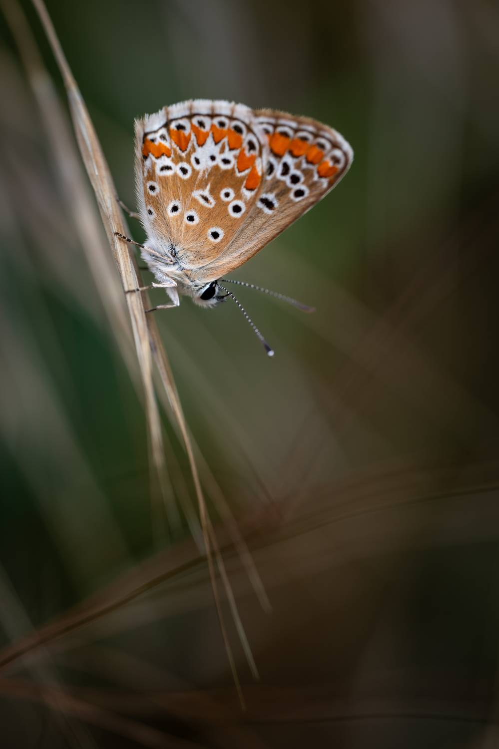 , BESPAMIATNYI Dmitry