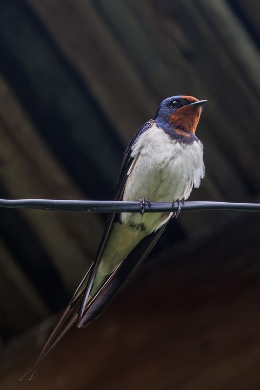 Деревенская ласточка фото превью