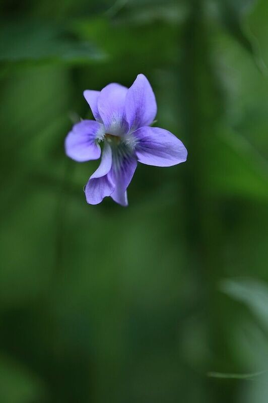 фиалка лес  владивосток остров русский май Лесная фиалка фото превью