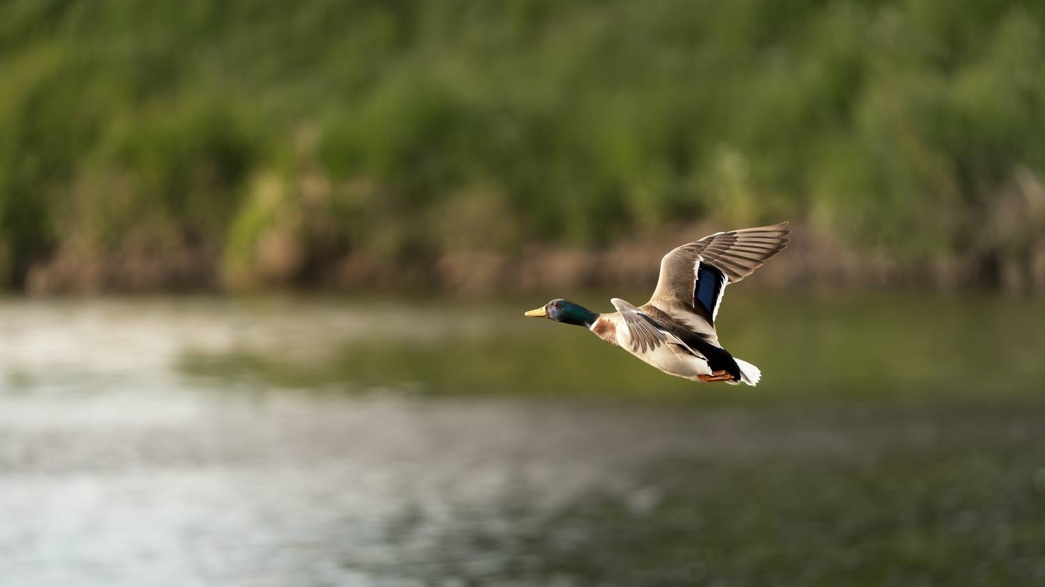 , Шимаковский Юрий