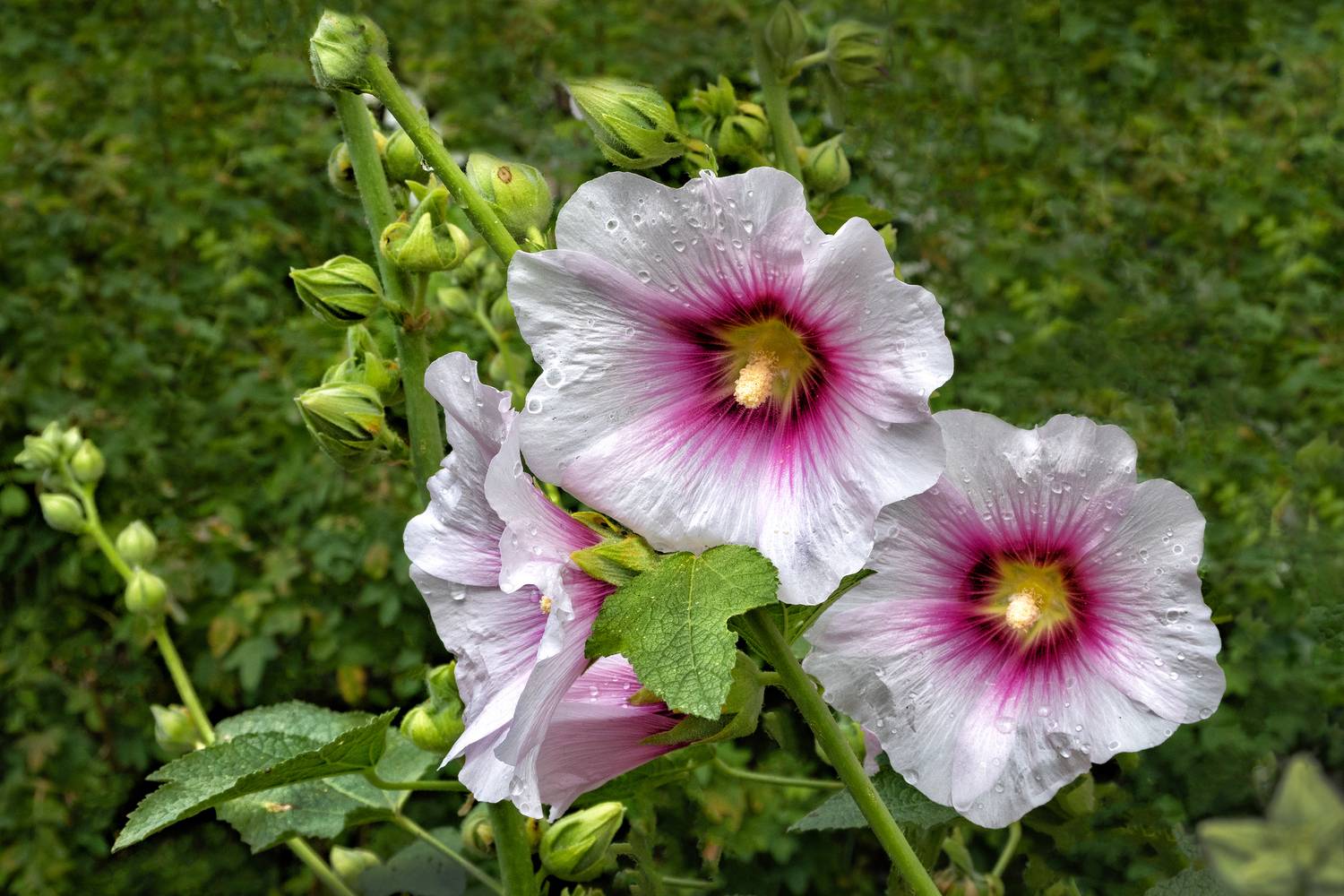 , Ушаков Валерий