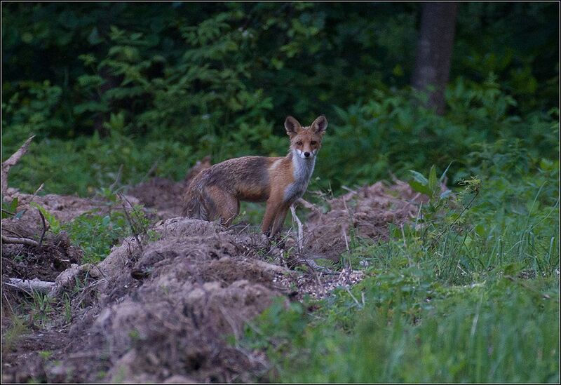 москва, июль, парк, лиса Оглянулась посмотреть фото превью