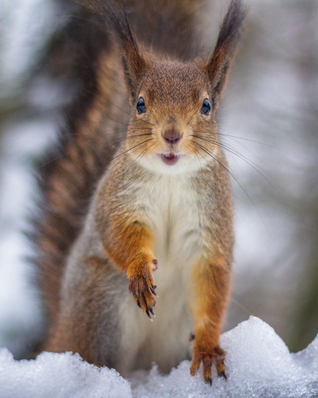 Здравствуйте! фото превью