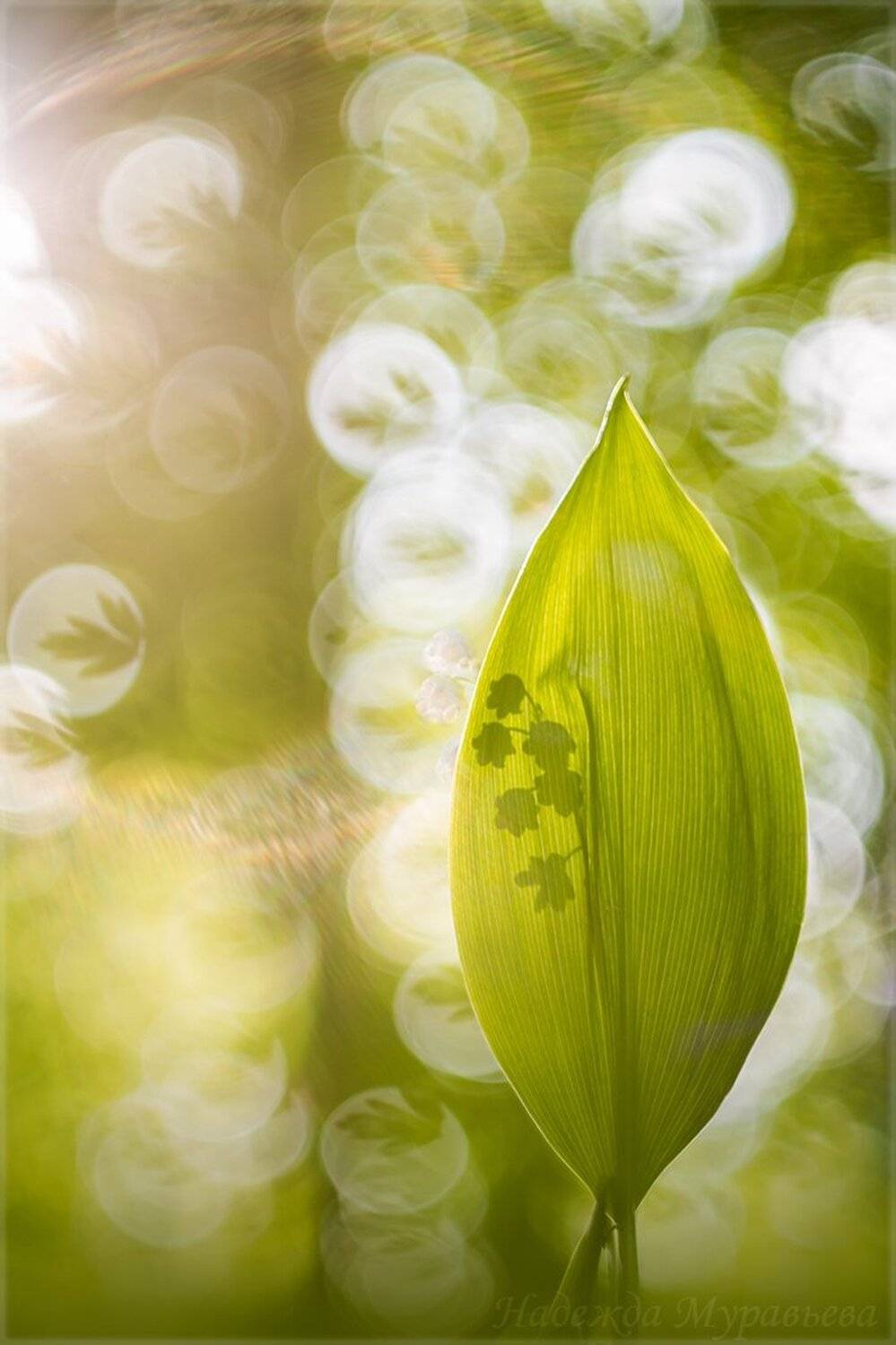 ландыш, весна, боке, солнце, свет,, Надежда Муравьёва