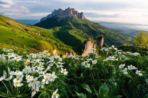 Ветренницы