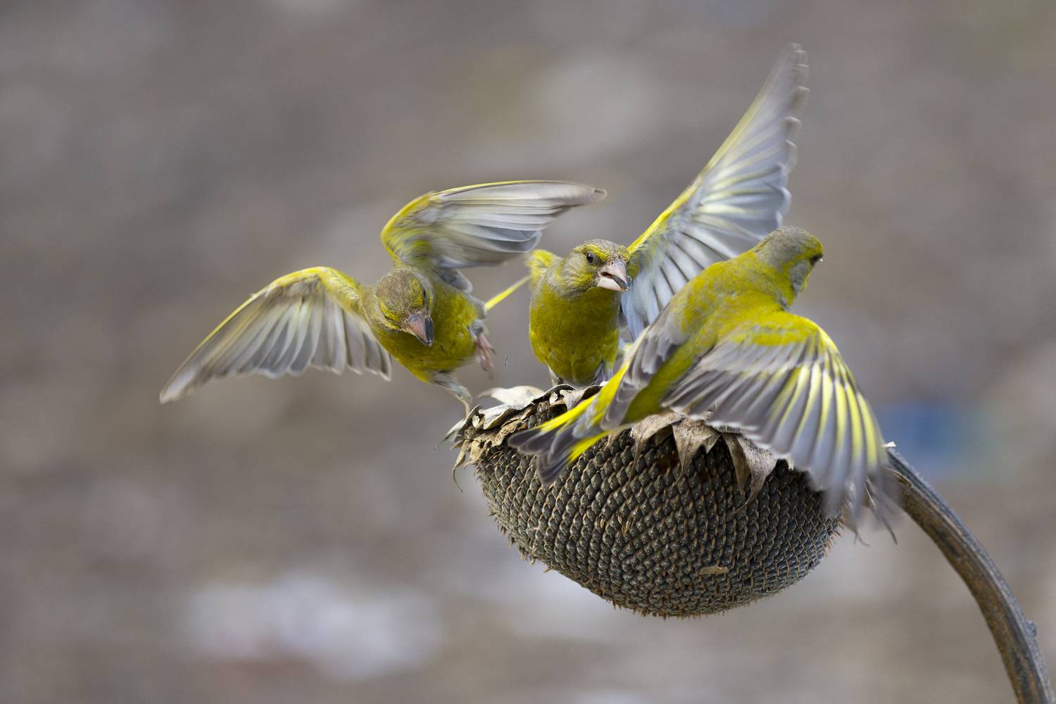 природа, Валерий Черняк