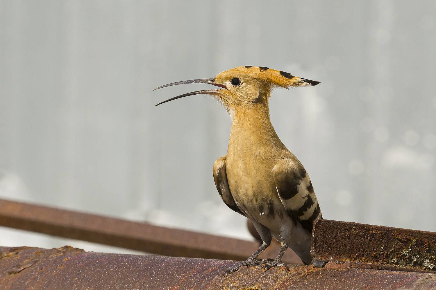 природа, Валерий Черняк
