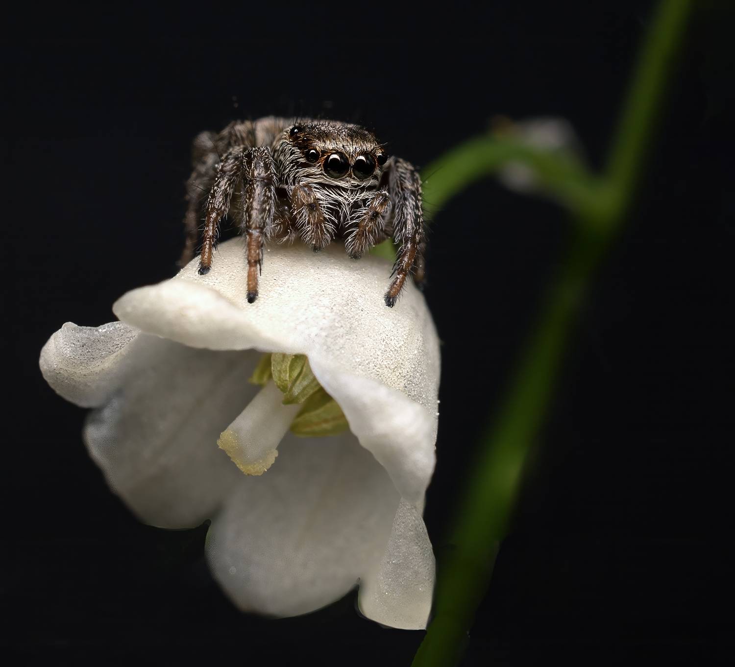 , Людмила Железнова