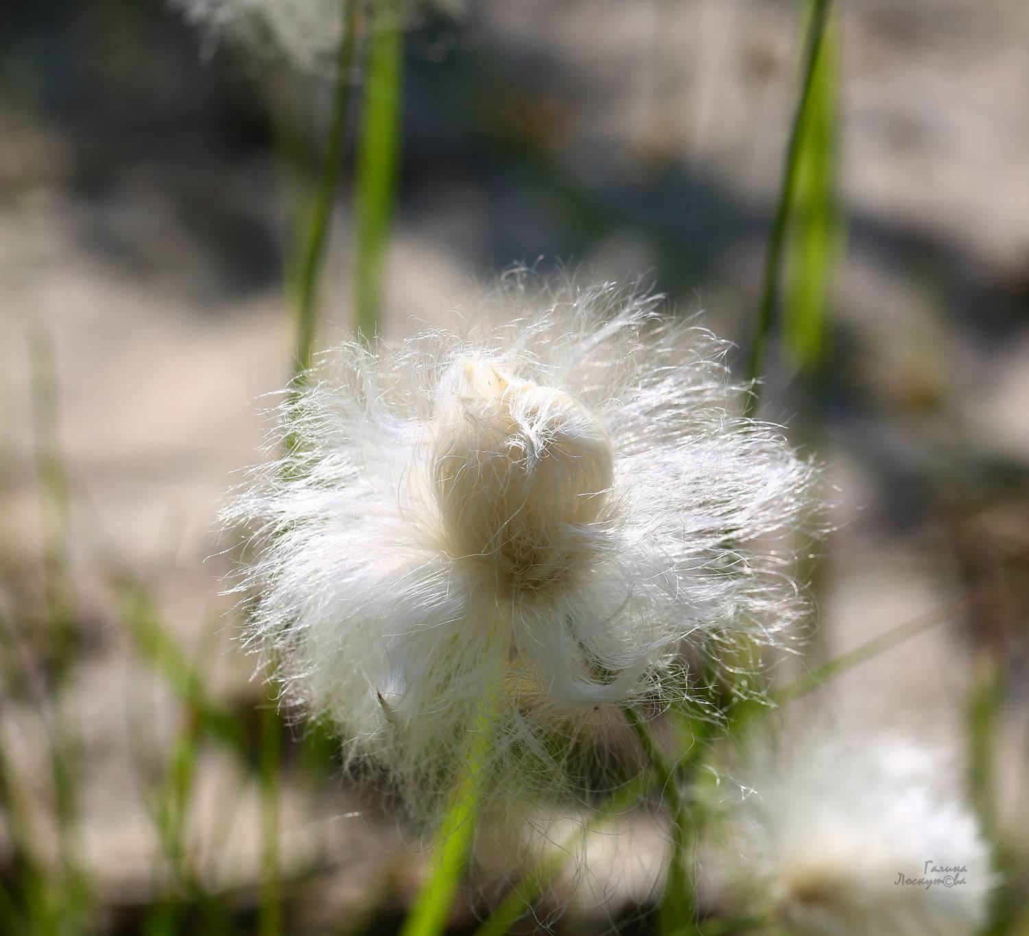 пушица, бутон, цветок, растение крайнего севера, Галина Лоскутова