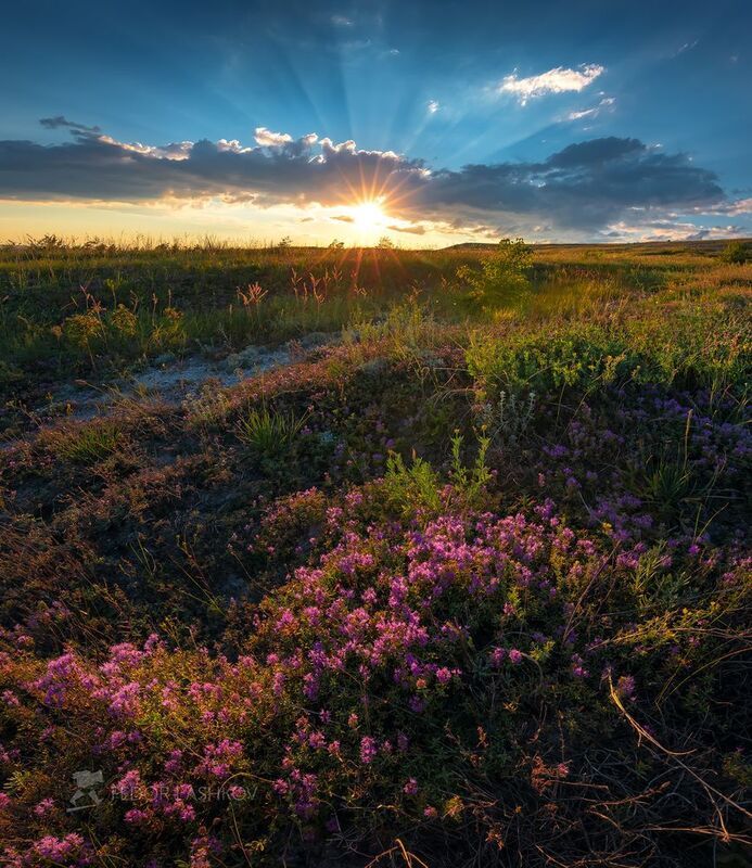 белгородская область, белогорье, холмы, холмистое, чабрец, тимьян, степь, степное, закат, солнце, облака, цветущее, лето, Запах степи на закате фото превью