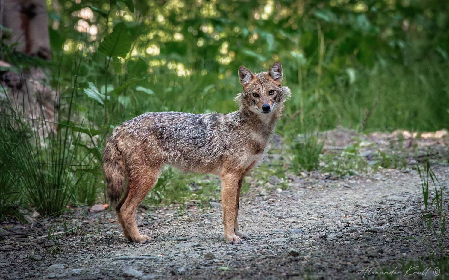 шакал, Круль Александр