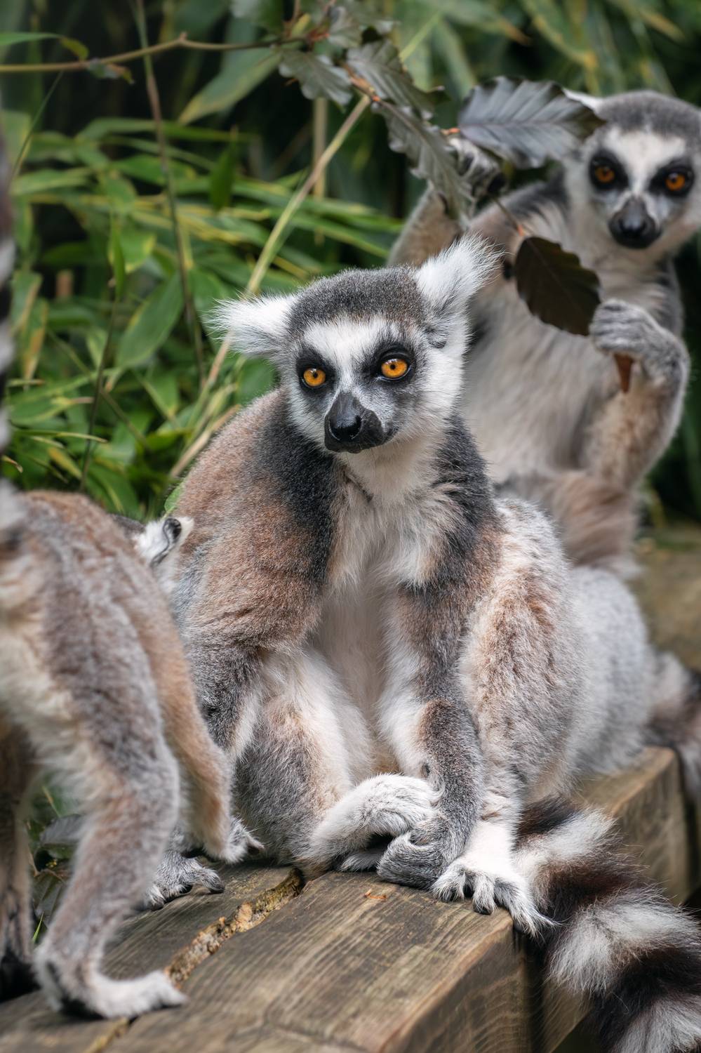 , Наталья Паклина