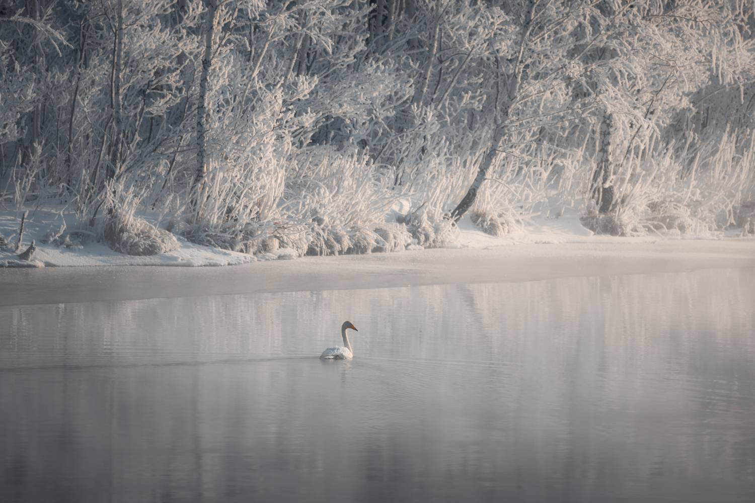 nature, animal, snow, water, outdoors, winter, landscape, pond, swan, reflection, animals in the wild, tranquil, пейзаж, птицы, лебедь, зима, алтай, Андрей