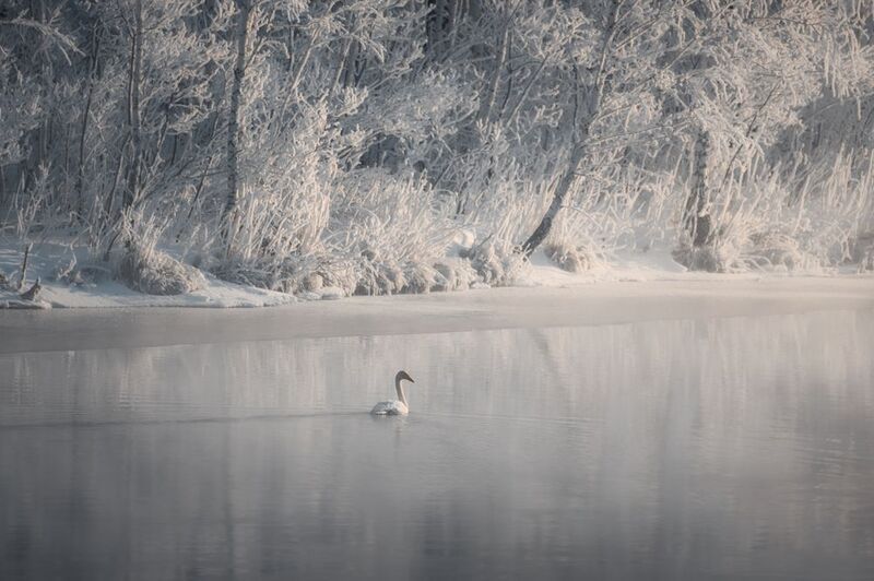 nature, animal, snow, water, outdoors, winter, landscape, pond, swan, reflection, animals in the wild, tranquil, пейзаж, птицы, лебедь, зима, алтай К свету фото превью