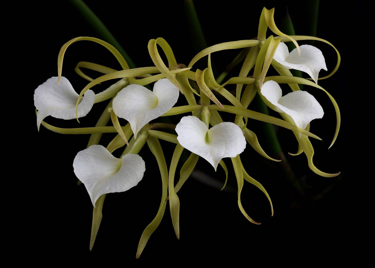 орхидея brassavola, Александр Зорин