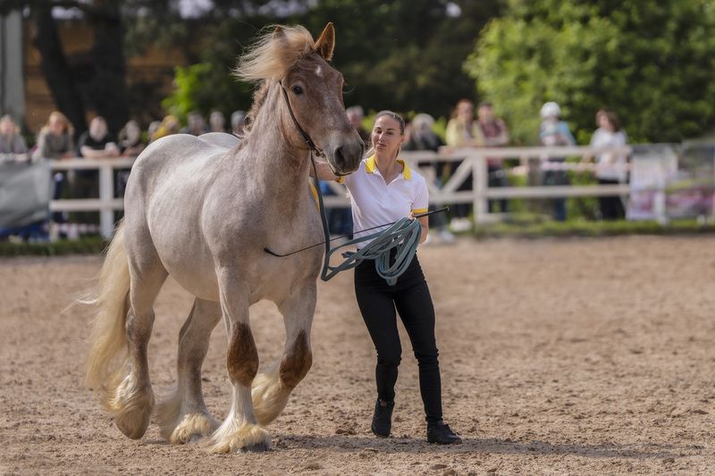 иппосфера, лошадь, жеребец иппосфера 2025 фото превью