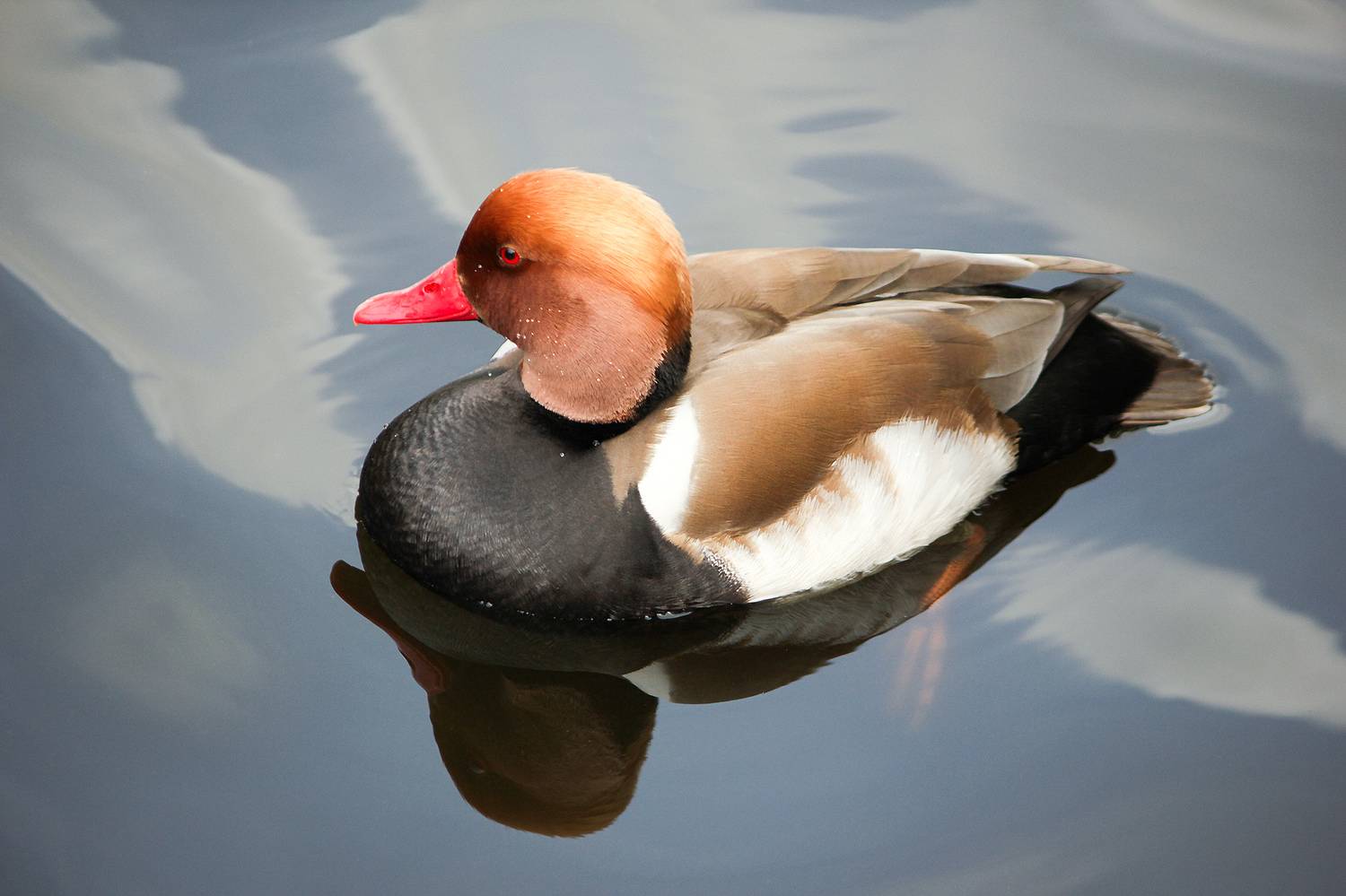 утка, красноносый нырок, краснонос, netta rufina, КарОл
