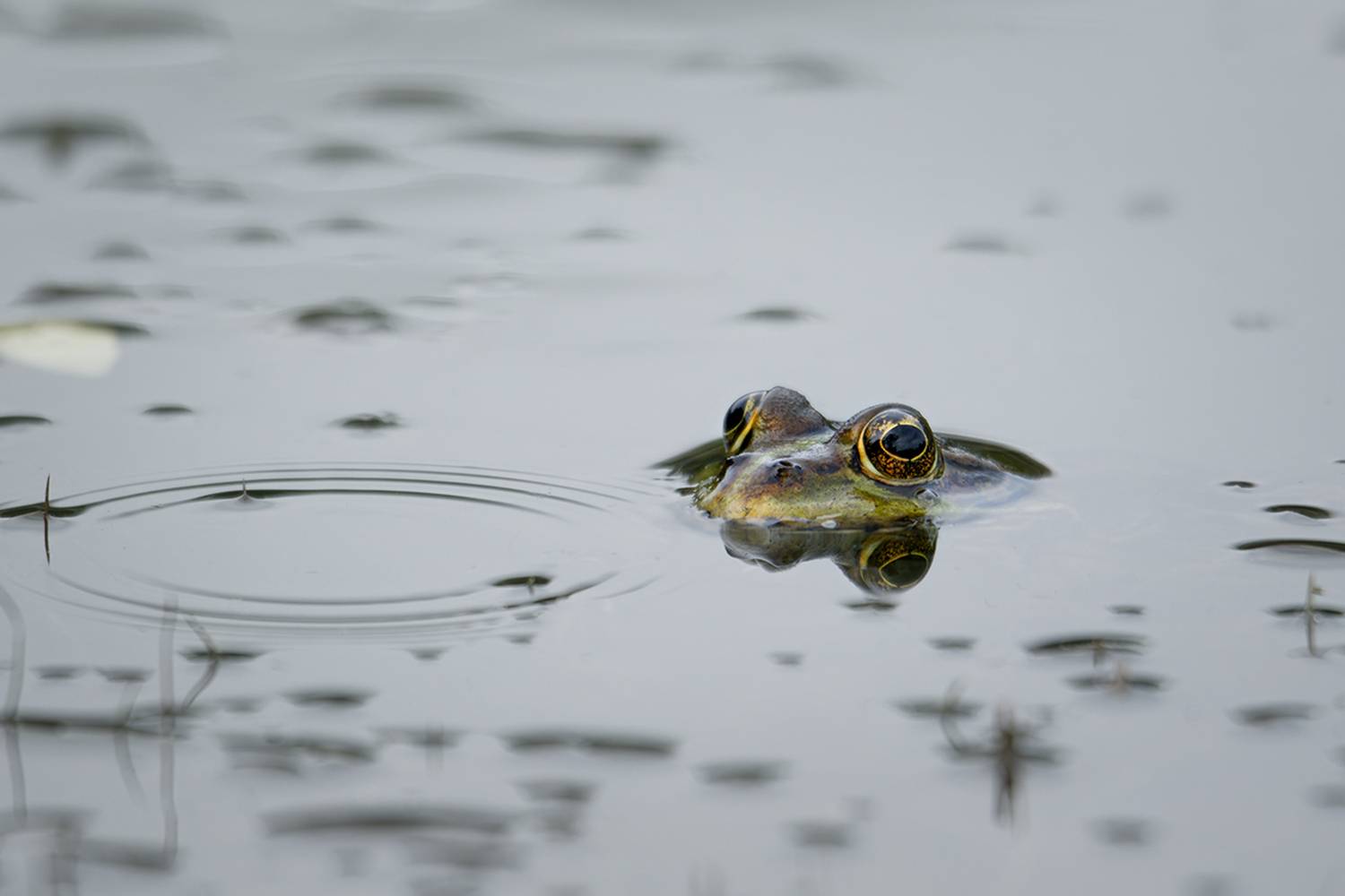 macro, frog, макро, лягушка, калининград, Хилько Марина